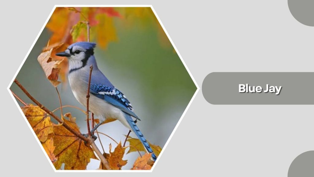 Blue Jay