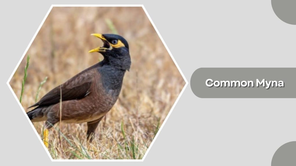 Common Myna