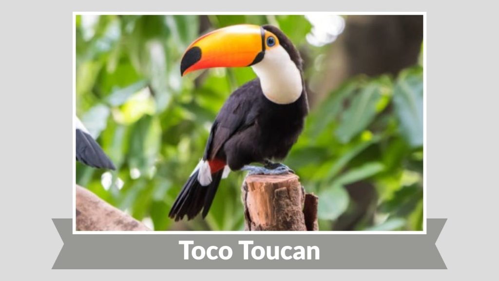 Toco Toucan