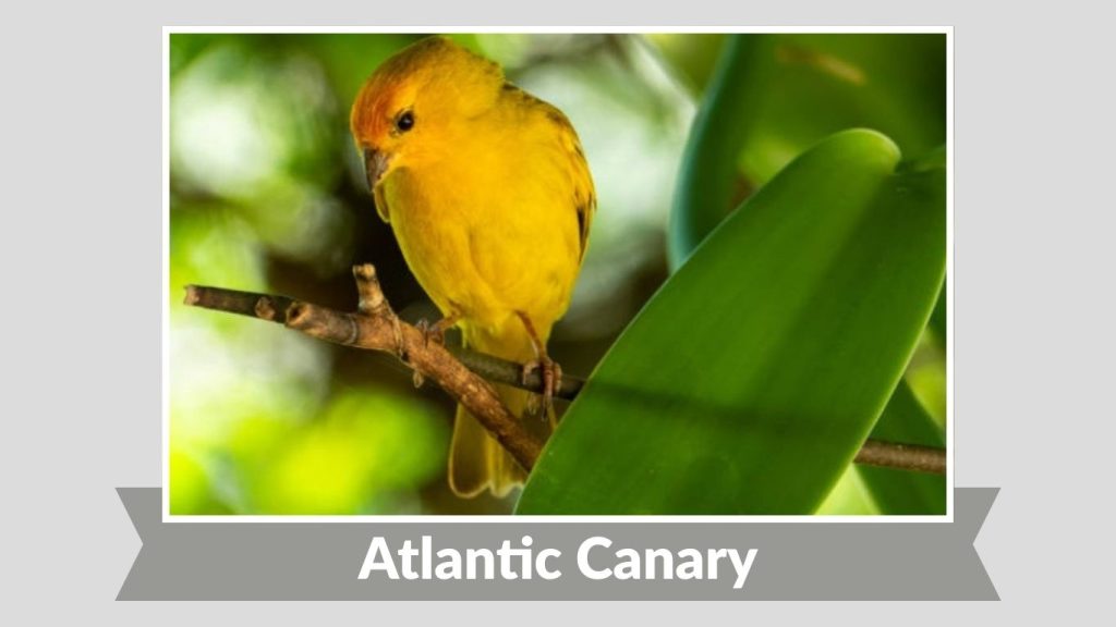 Atlantic Canary
