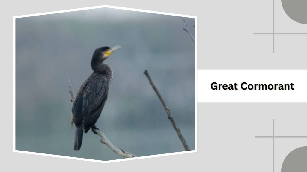 Great Cormorant