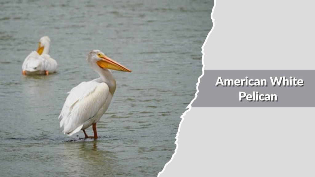 American White Pelican
