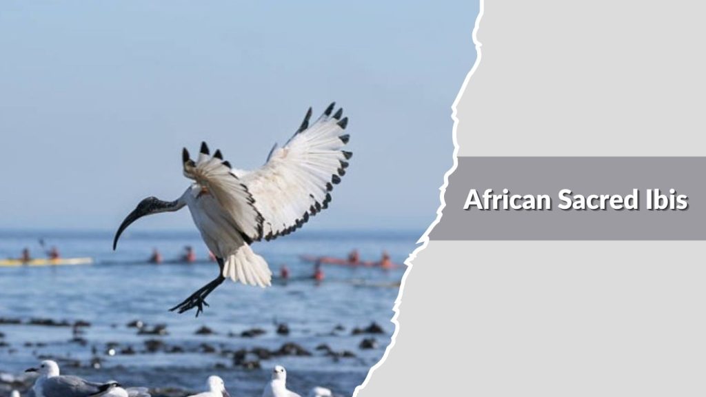 African Sacred Ibis