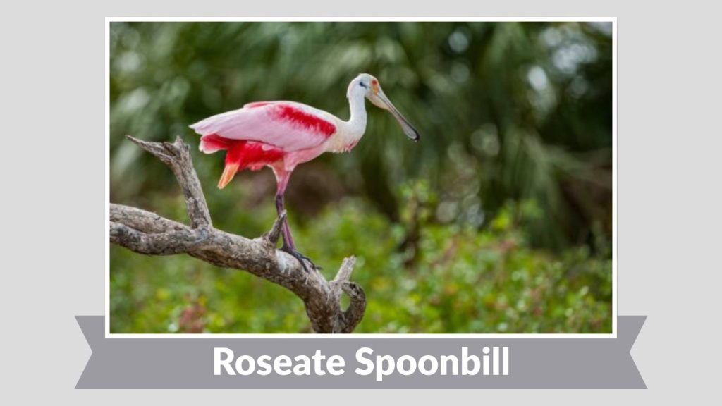 Roseate Spoonbill