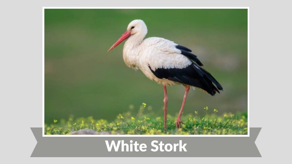 White Stork
