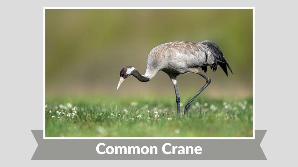 Common Crane