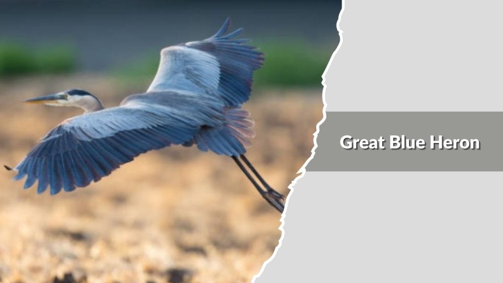 Great Blue Heron