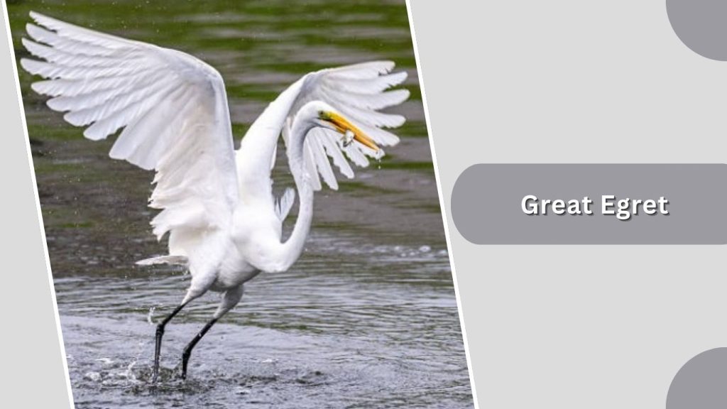 Great Egret