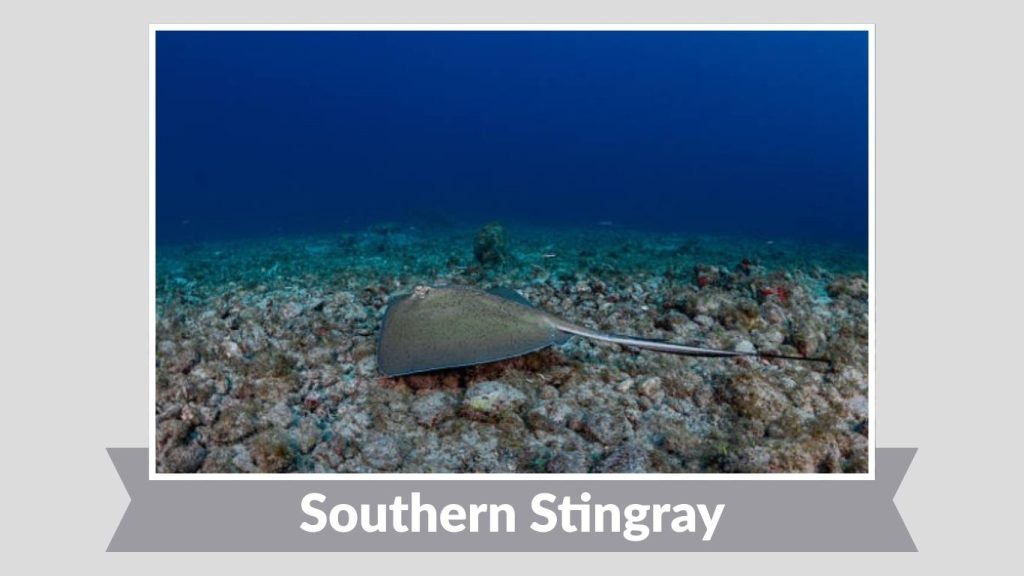 Southern Stingray