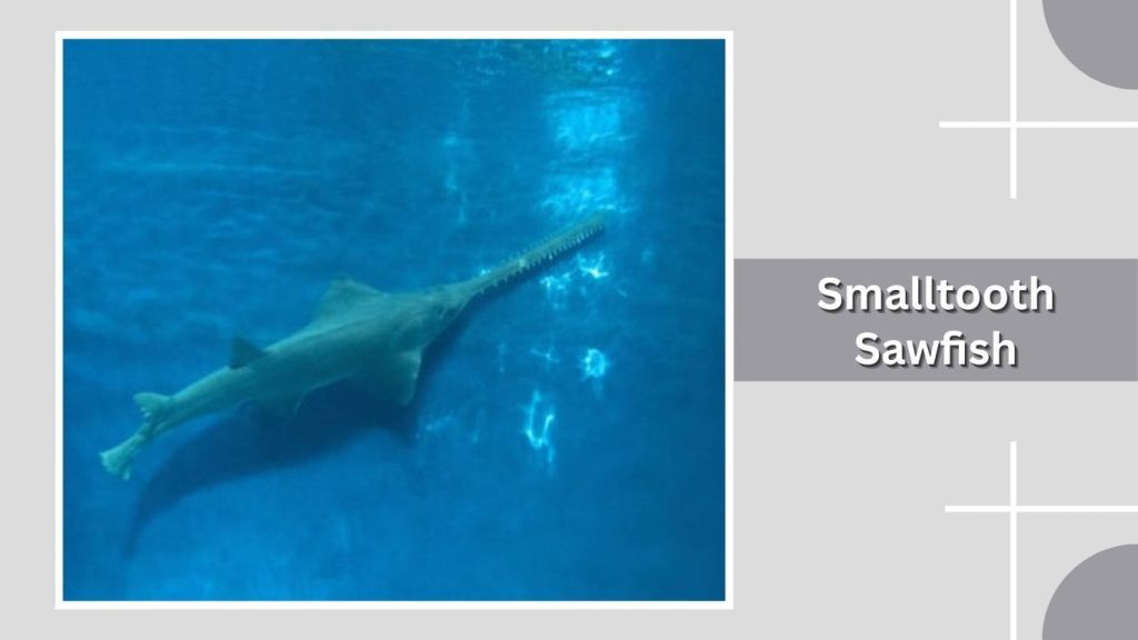 Smalltooth Sawfish