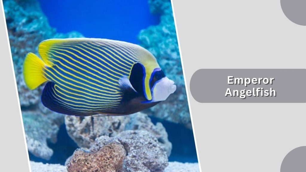Emperor Angelfish