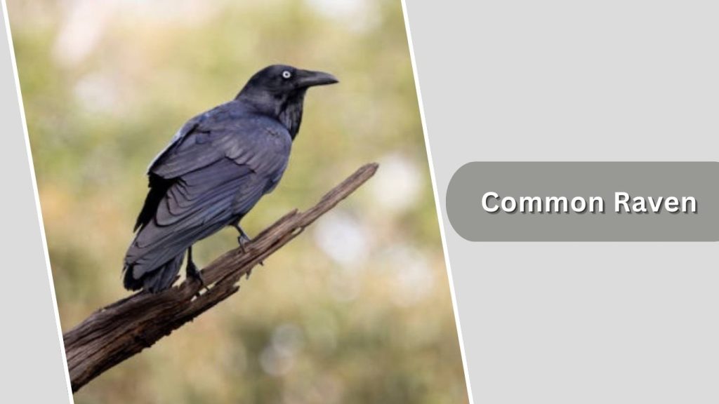Common Raven