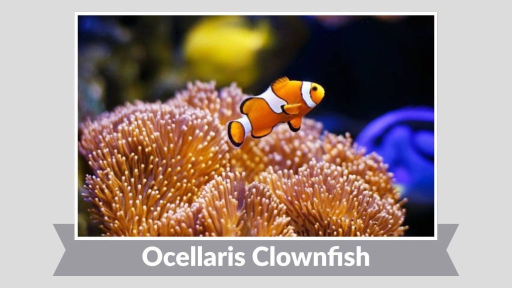 Ocellaris Clownfish