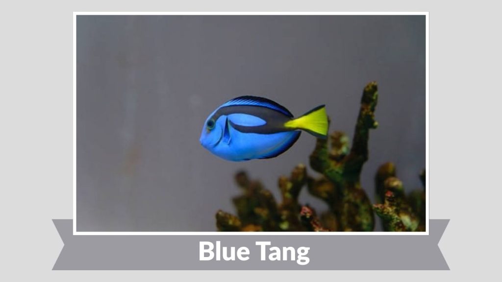 Blue Tang