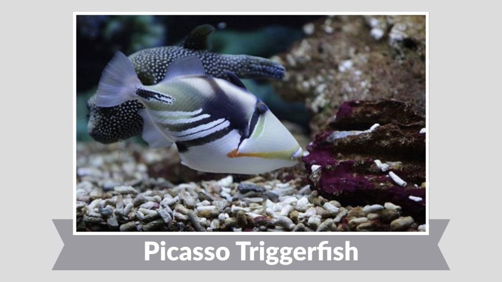 Picasso Triggerfish
