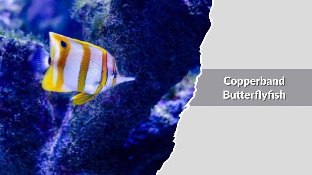 Copperband Butterflyfish