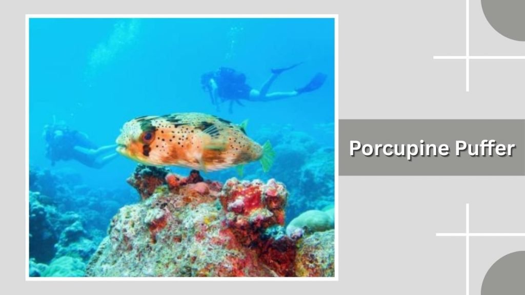 Porcupine Puffer