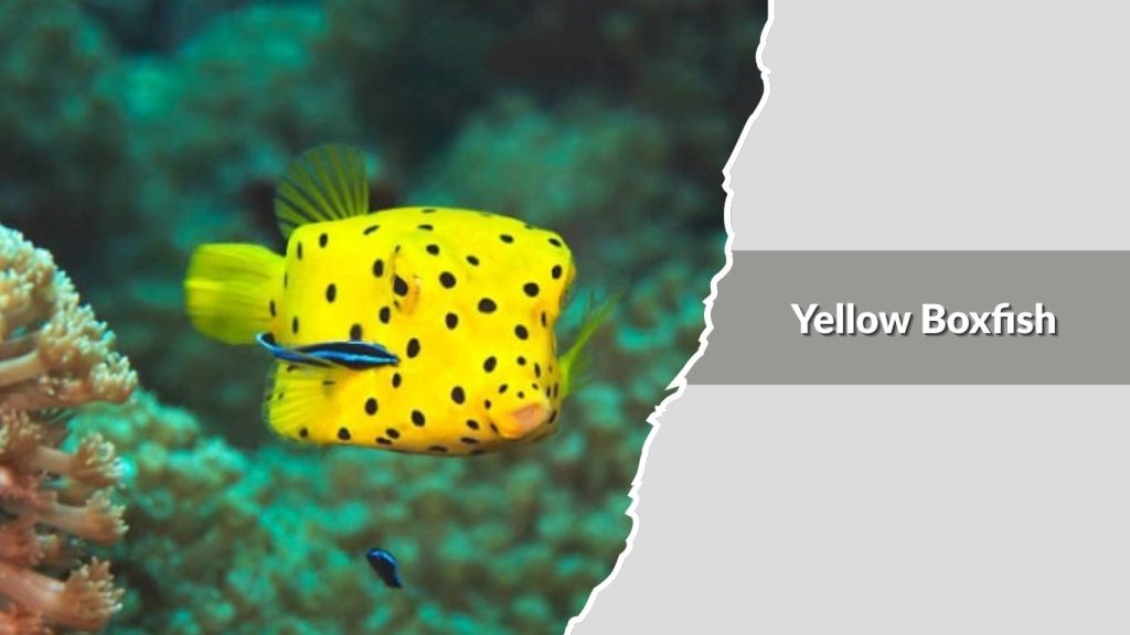 Yellow Boxfish