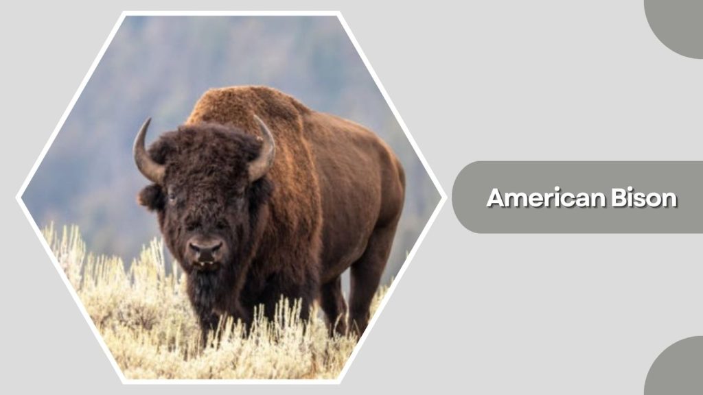  American Bison