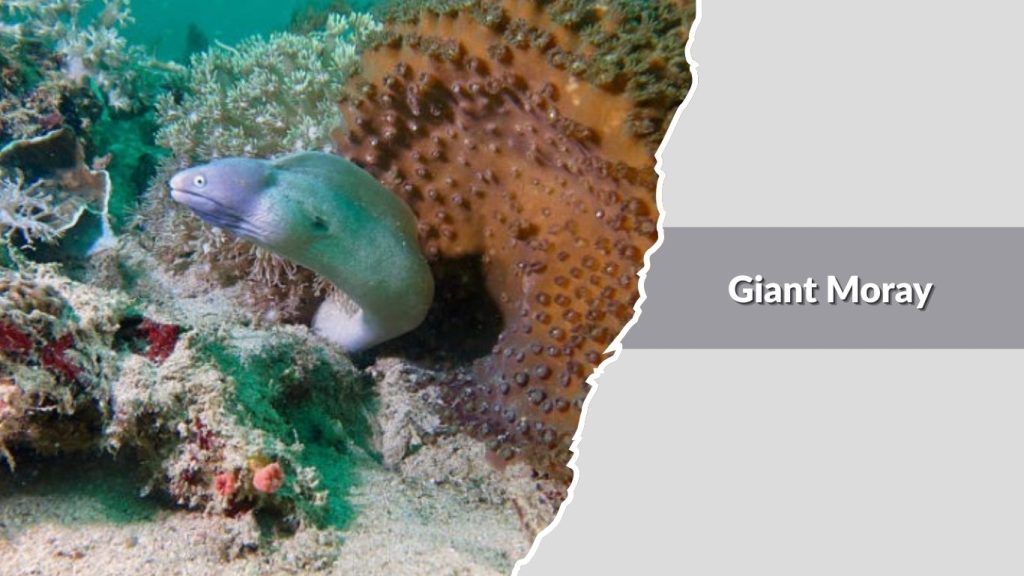Giant Moray 