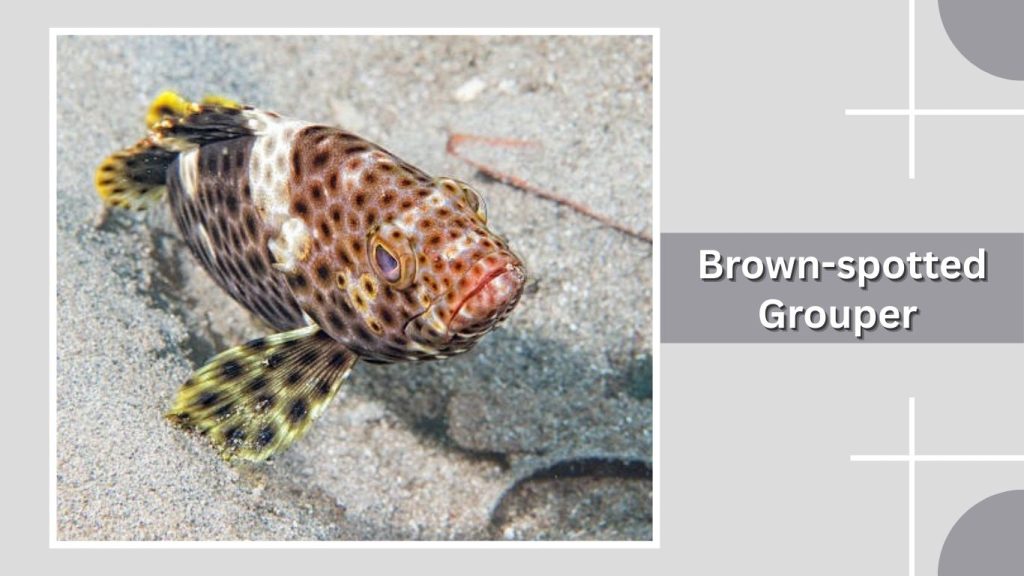 Brown-spotted Grouper 