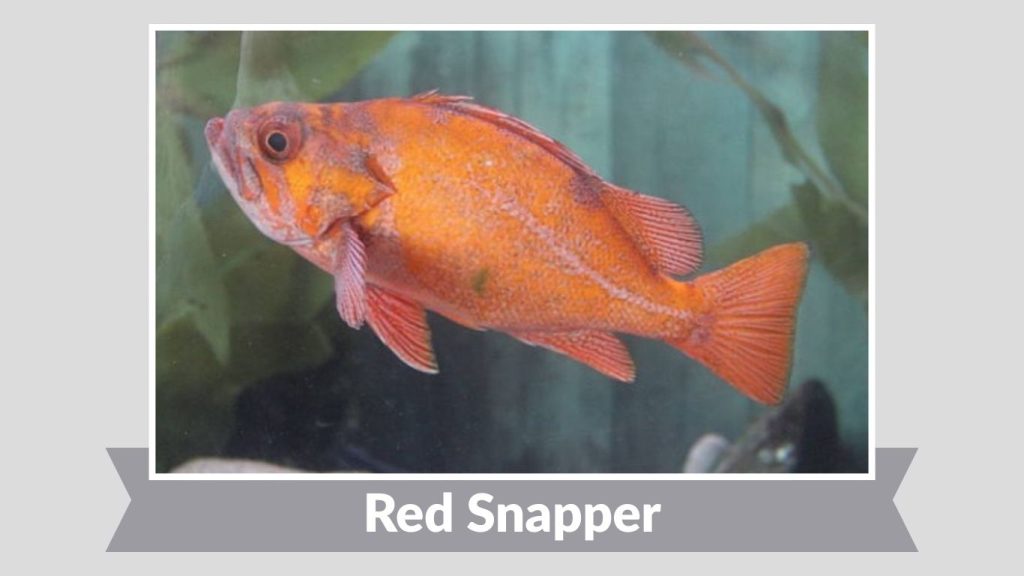 Red Snapper
