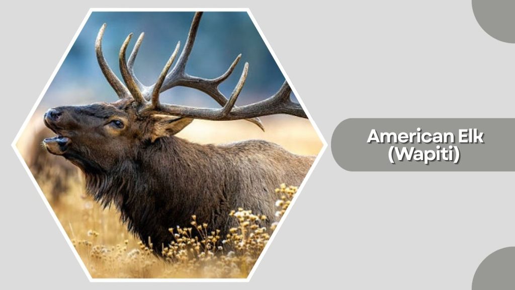 American Elk (Wapiti)