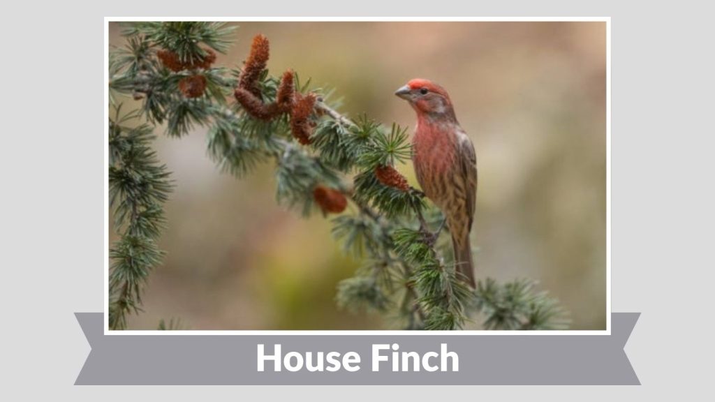 House Finch