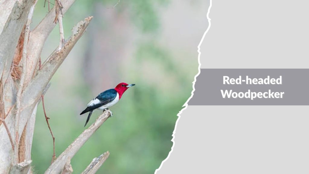 Red-headed Woodpecker