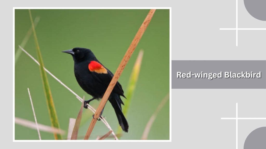 Red-winged Blackbird