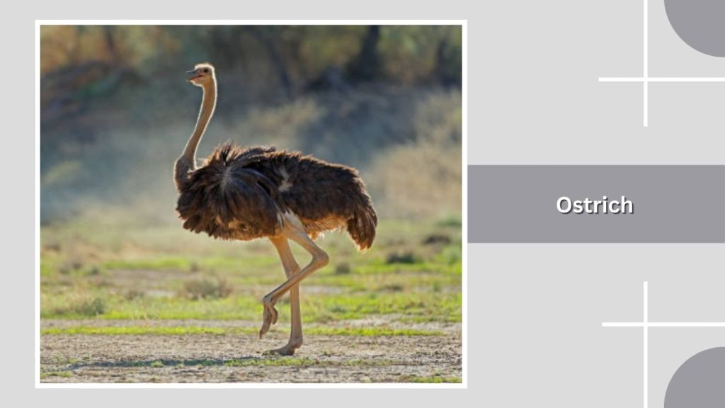 Ostrich