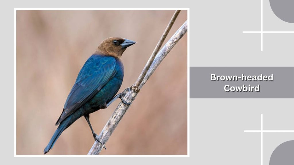 Brown-headed Cowbird