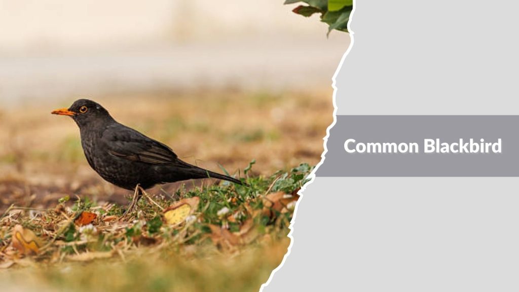 Common Blackbird