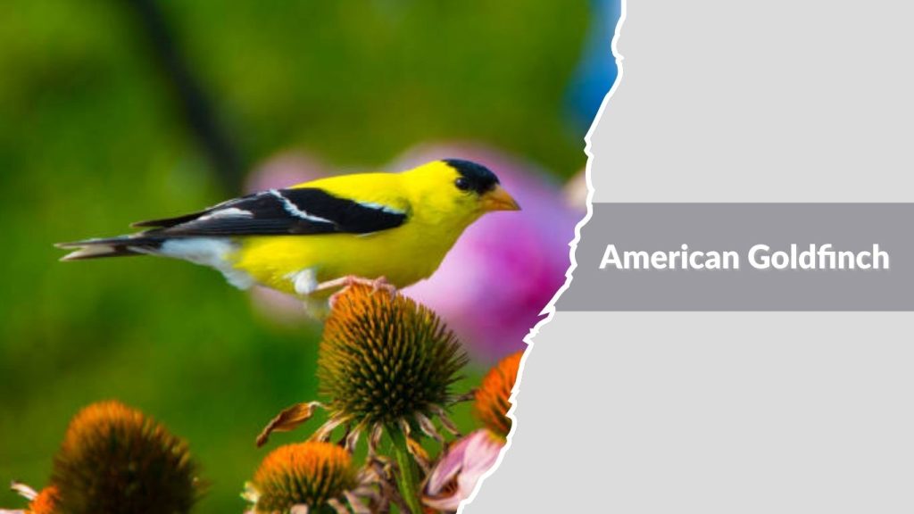 American Goldfinch