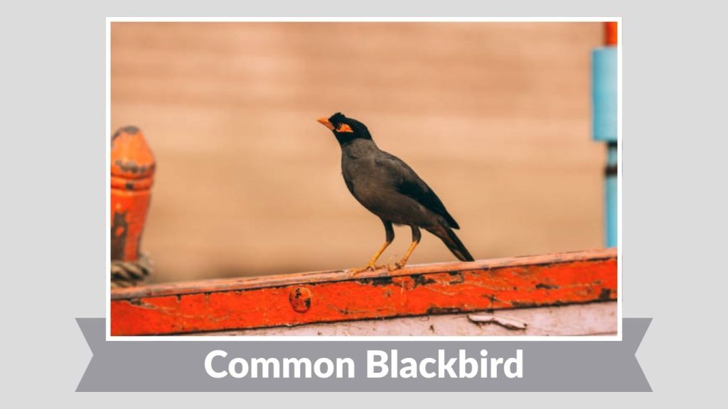  Common Blackbird