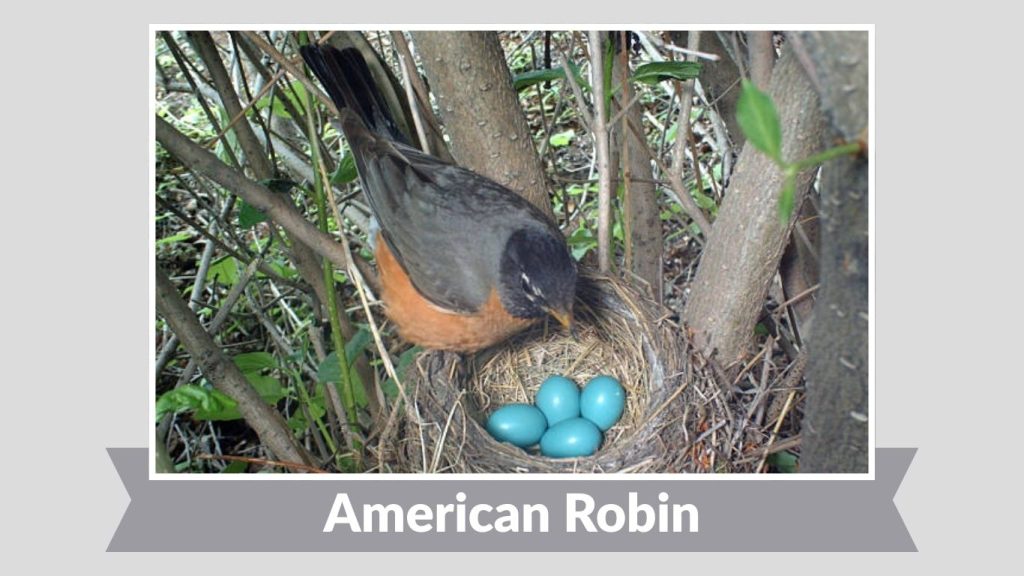 American Robin