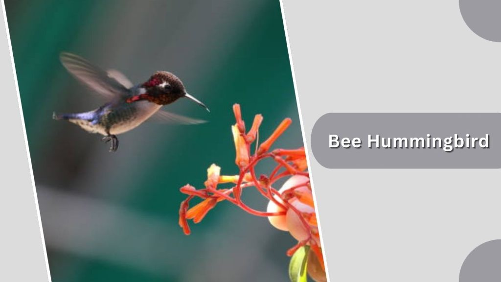 Bee Hummingbird