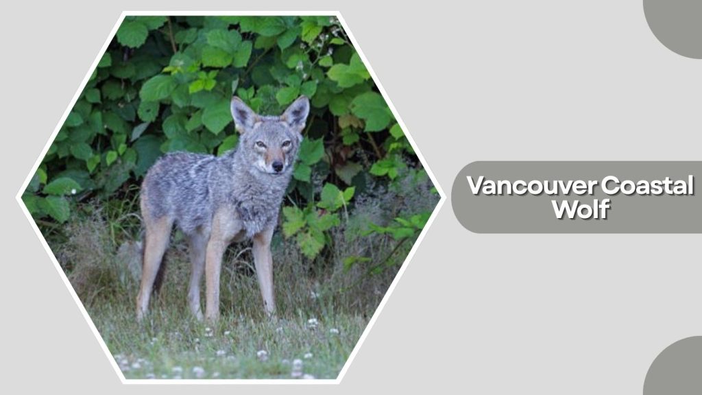 Vancouver Coastal Wolf