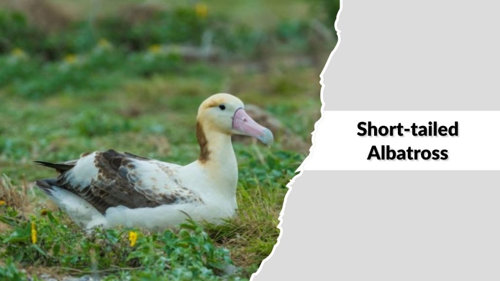Short-tailed Albatross