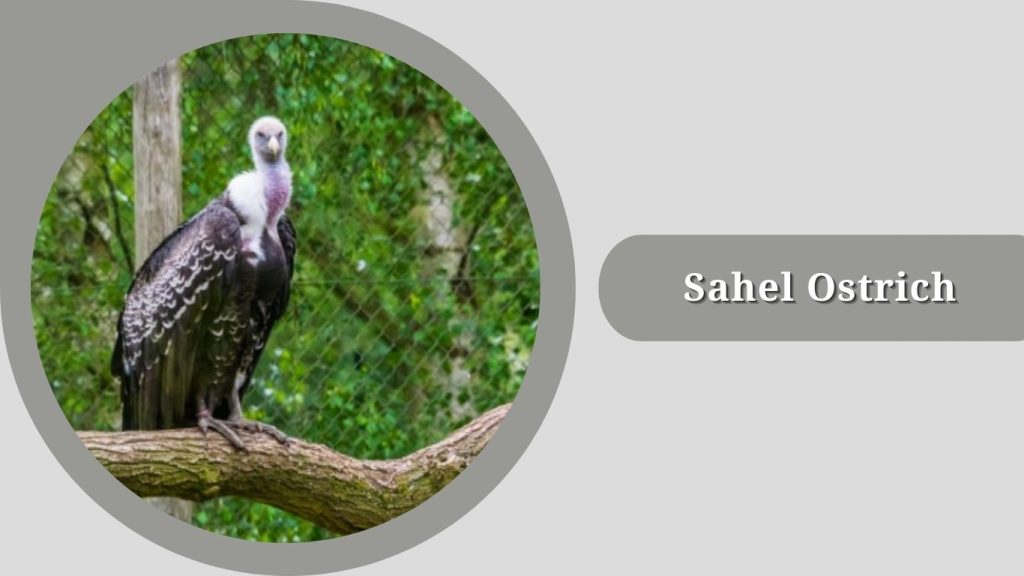 Sahel Ostrich