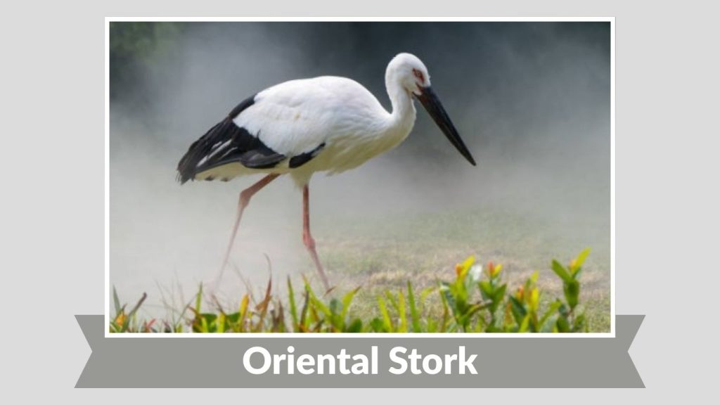 Oriental Stork