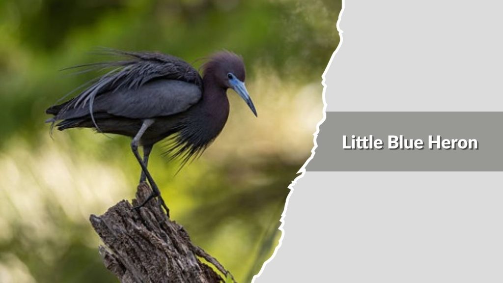 Little Blue Heron