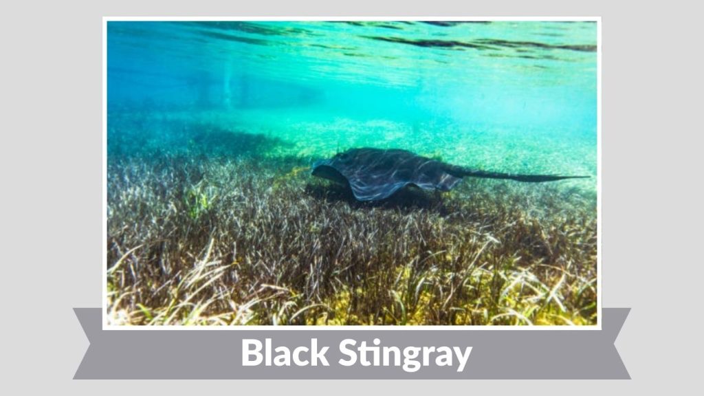 Black Stingray