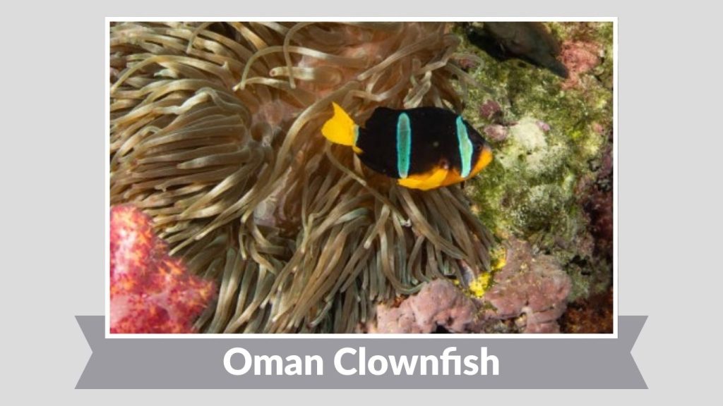 Oman Clownfish