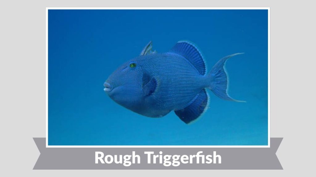 Rough Triggerfish