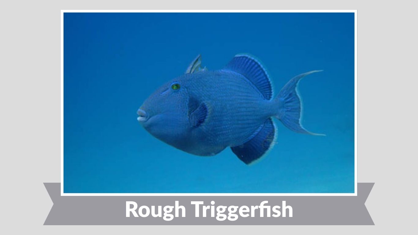 25 Common Types of Triggerfish: Identification with Picture