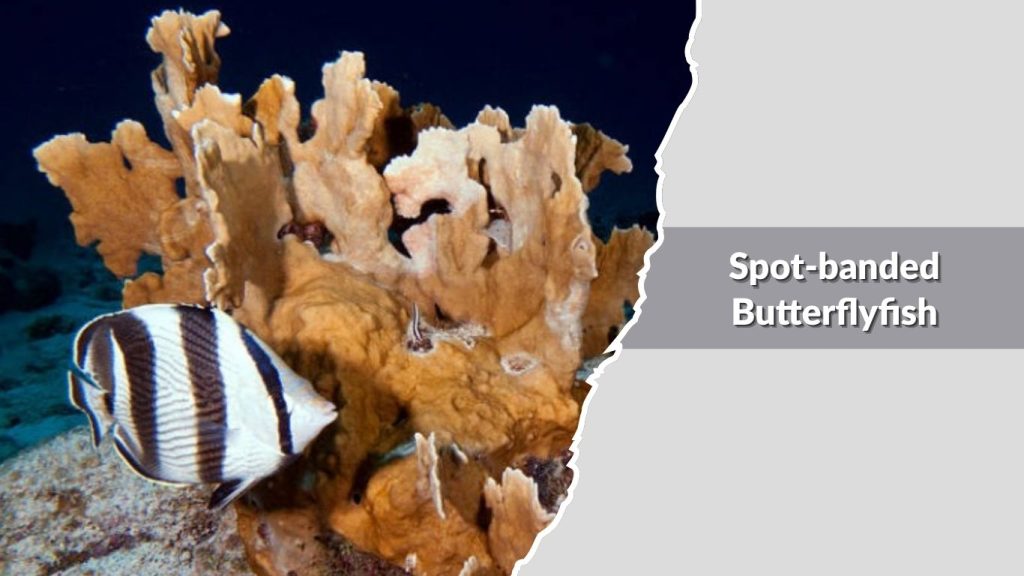 Spot-banded Butterflyfish