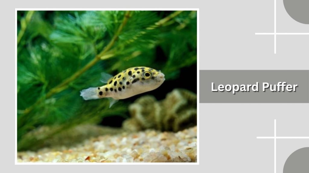 Leopard Puffer