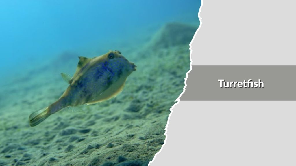 Turretfish