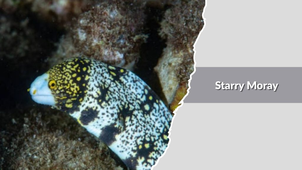Starry Moray